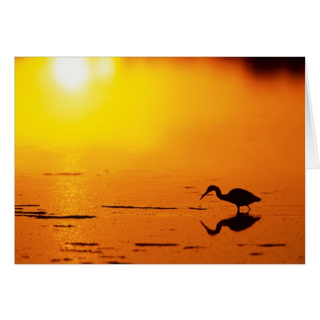 Heron silhouette at sunset, Florida (Front Horizontal)