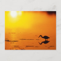 Heron silhouette at sunset, Florida