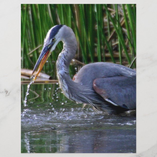 Heron Splash Flyer (Front)