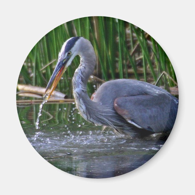 Heron Splash Magnet (Front)