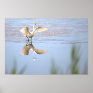 Heron Spreading Wings Reflection Poster