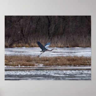 Heron Take Off Poster