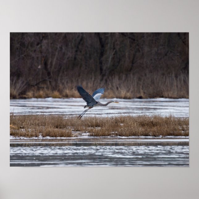 Heron Take Off Poster (Front)