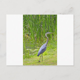 Heron Walk Postcard