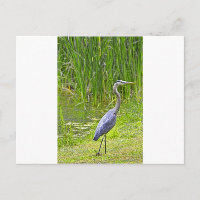 Heron Walk Postcard (Front)