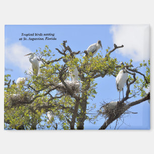 Herons and Wood Storks nesting Magnet