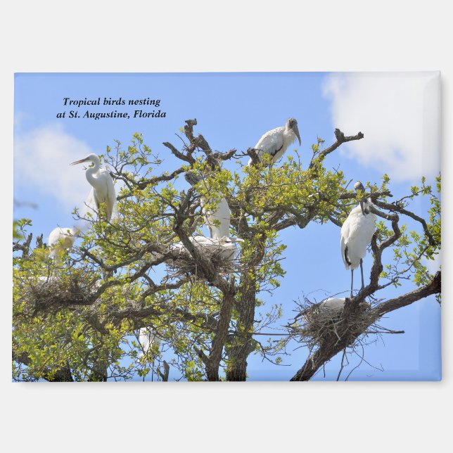 Herons and Wood Storks nesting Magnet (Front)