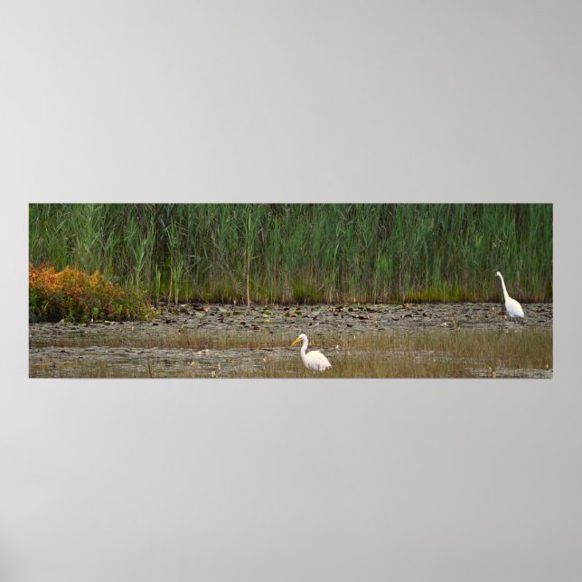 Herons in the Marsh Poster (Front)