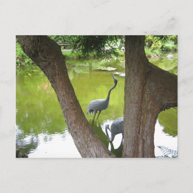 Herons Postcard (Front)