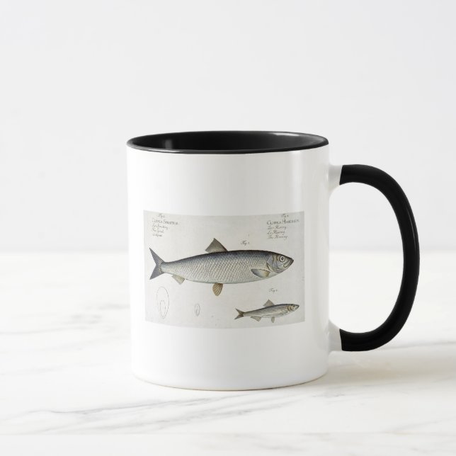 Herring (Clupea Harengus) (Fig. 1) and Sprat (Clup Mug (Right)