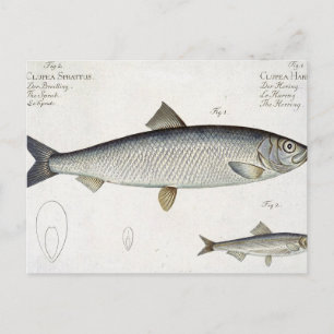 Herring (Clupea Harengus) (Fig. 1) and Sprat (Clup Postcard