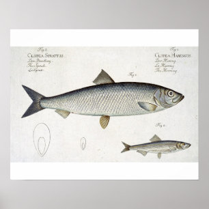 Herring (Clupea Harengus) (Fig. 1) and Sprat (Clup Poster