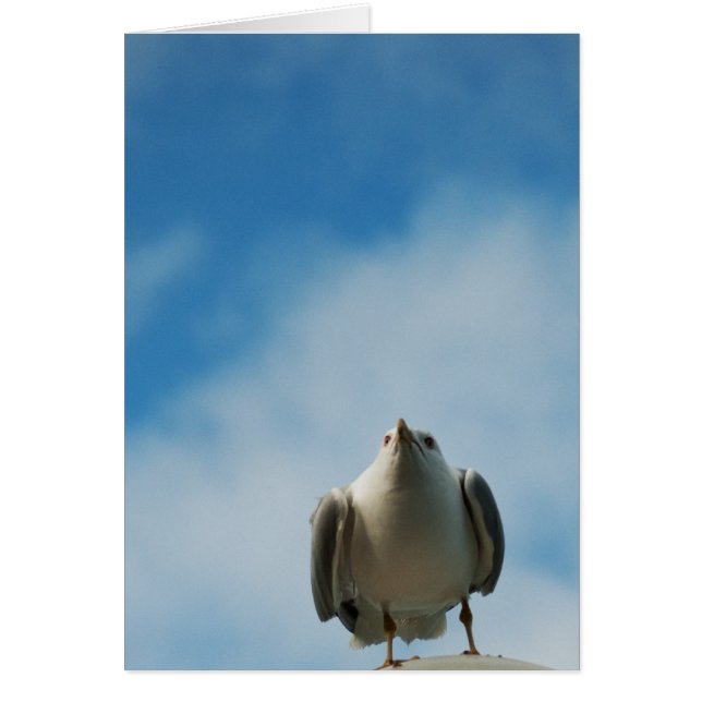 Herring Gull Card (Front)