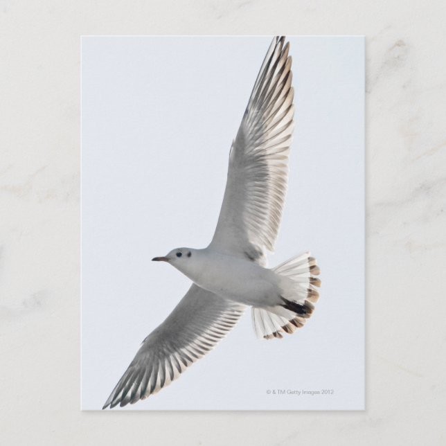 Herring Gull flying Postcard (Front)