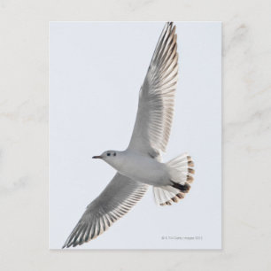 Herring Gull flying Postcard