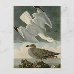 Herring Gull from John Audubon's Birds of America Postcard