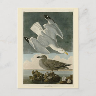 Herring Gull from John Audubon's Birds of America Postcard
