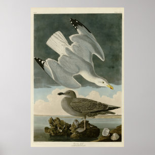 Herring Gull from John Audubon's Birds of America Poster