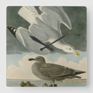Herring Gull from John Audubon's Birds of America Square Wall Clock