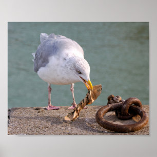 Herring gull holding a paper in its beak  poster