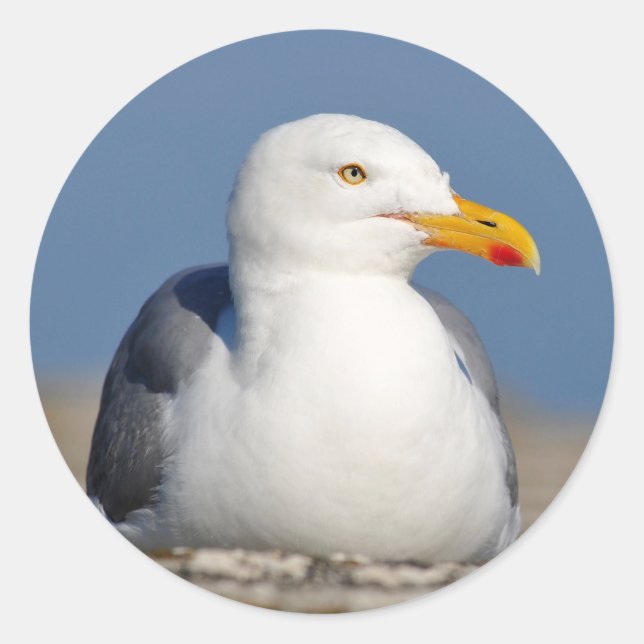 Herring gull lying on wall classic round sticker (Front)