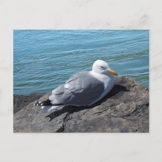 Herring Gull on Rock Jetty Postcard (Front)