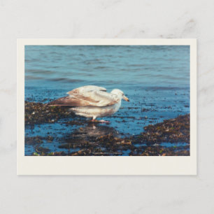 Herring Gull P1046 Postcard