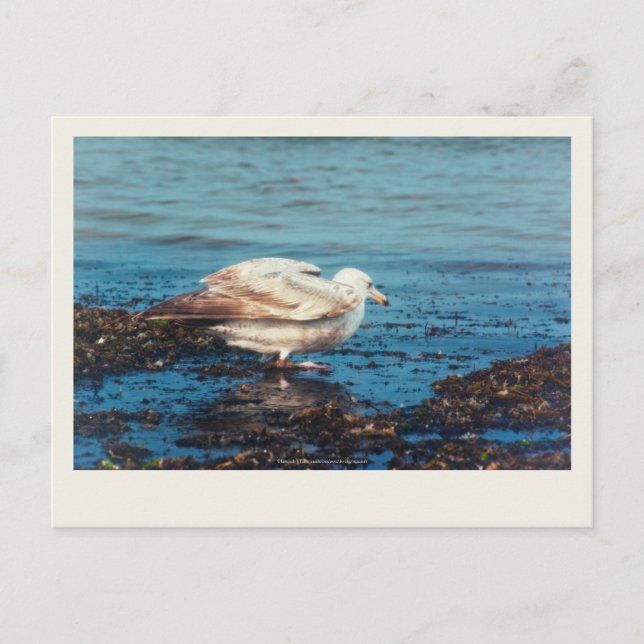 Herring Gull P1046 Postcard (Front)