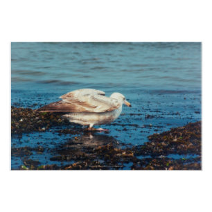 Herring Gull P1046 Poster
