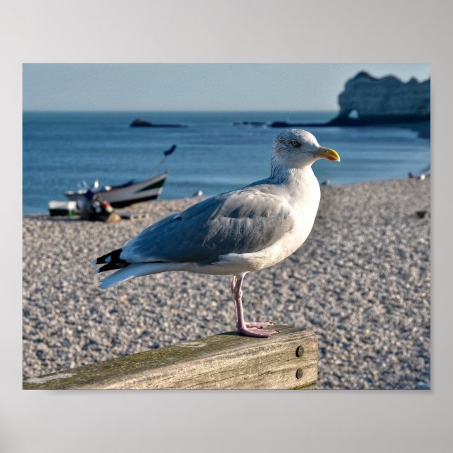 Herring gull perched on a wooden fence  poster (Front)
