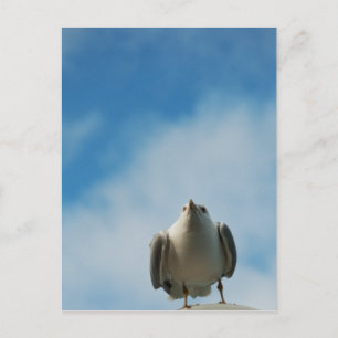 Herring Gull Postcard
