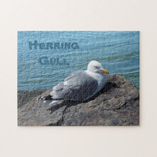 Herring Gull Resting on Rock Jetty: Jigsaw Puzzle