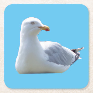 Herring Gull Sunbathing Coaster