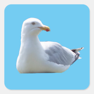 Herring Gull Sunbathing Square Sticker