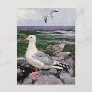 Herring Gulls on Rocky Shoreline Postcard