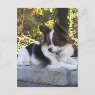Hershey Kiss Hero Kennel Merchandise Postcard