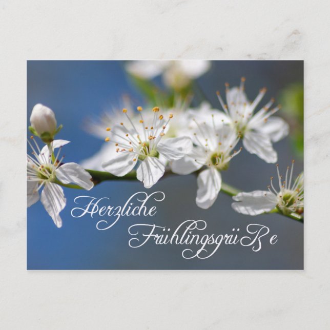 Herzliche Frühlingsgrüße Postcard (Front)