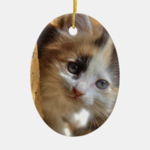 Heterochromia Calico Kitten Ceramic Ornament