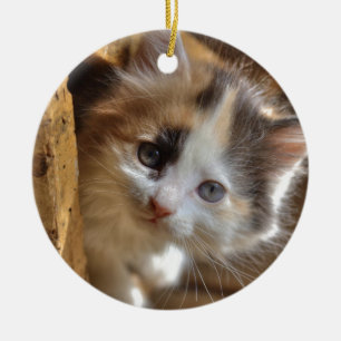 Heterochromia Calico Kitten Ceramic Tree Decoration