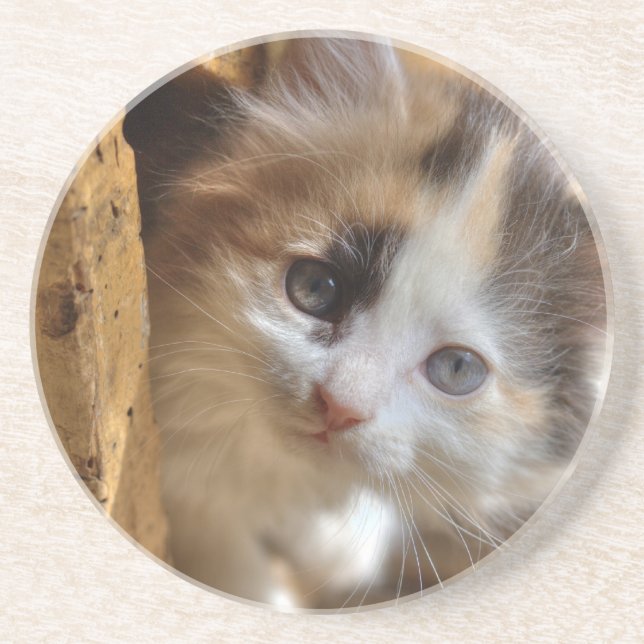 Heterochromia Calico Kitten Coaster (Front)