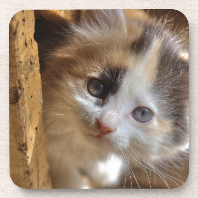 Heterochromia Calico Kitten Coaster (Front)