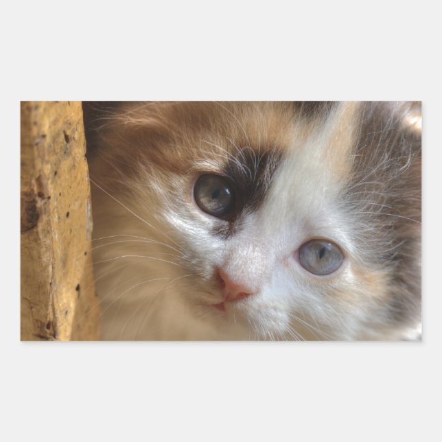 Heterochromia Calico Kitten Rectangular Sticker (Front)