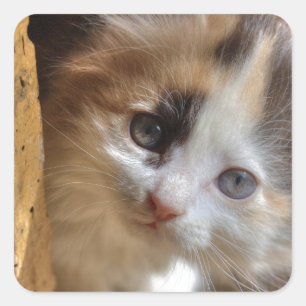 Heterochromia Calico Kitten Square Sticker