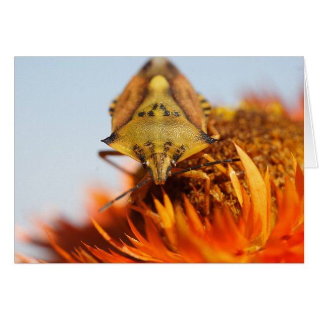 Heteroptera (Front Horizontal)