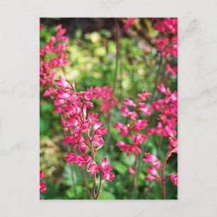 Heuchera In Pink Postcard