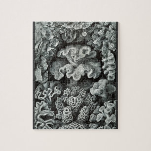 Hexacoralla 69 - Ernst Haeckel 8x10 Jigsaw Puzzle