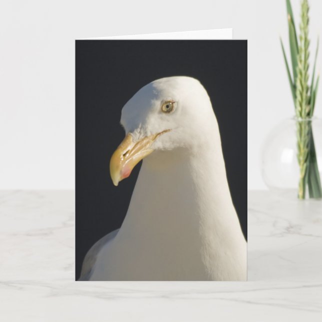 Hey Big Fella Seagull Card (Front)