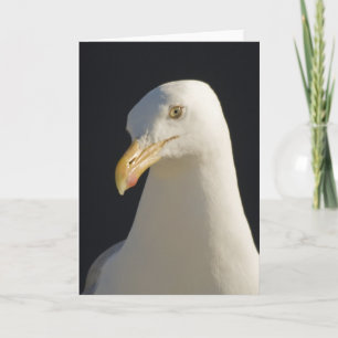 Hey Big Fella Seagull Card