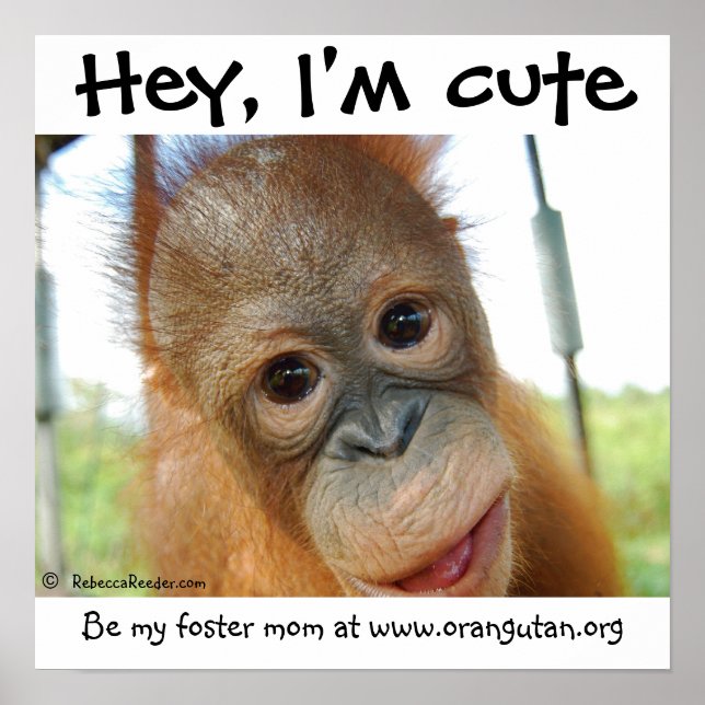 Hey, I'm Cute Baby Orangutan Poster (Front)