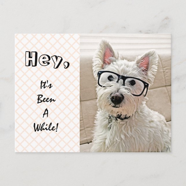 Hey, It's Been Awhile, Westie Wearing Glasses Postcard (Front)